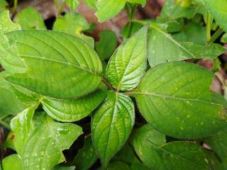 Close-Up of Fresh Green Tropical Leaves with Natural Texture and Glossy Surface in Daylight for Background, abstract botanical pattern with organic shapes