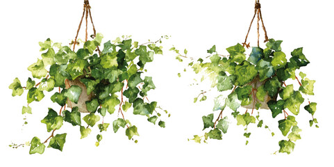 Set of small green ivy vines isolated on transparent background. Branch of green leaves twigs that growing on wall isolated on background, bush fresh plant for decoration. © DARK TRUST