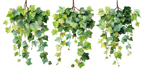 Hanging green ivy ,grape vines with dense foliage. Tropical Green Grape Vines on Transparent Background