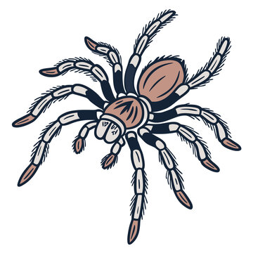 brown tarantula spider isolated white background clip art preview