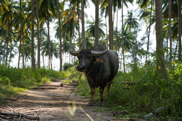 Water Buffalo Standing on Jungle Path in Tropical Thailand