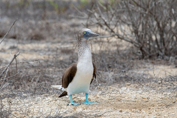 A blue-footed booby that lives on the Galapagos Islands in Ecuador.