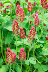 Crimson clover flowers blooming in the spring garden.