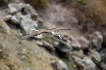 A blue-footed booby that lives on the Galapagos Islands in Ecuador.