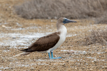 A blue-footed booby that lives on the Galapagos Islands in Ecuador.