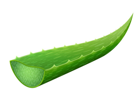 Single aloe vera leaf isolated on white background. Freshly cut aloe vera leaf with cross section. Vector illustration for medicine, cosmetics, pharmaceuticals, food additive, etc
