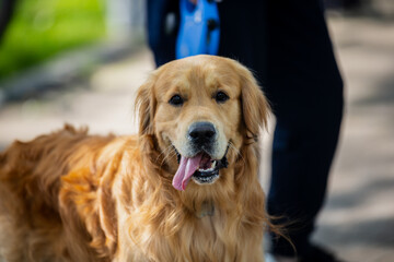 golden retriever dog closeup portrait with tongue out during walk on sunny day friendly pet companion purebred dog outdoors in park calm loyal animal showing happy expression golden fur coat