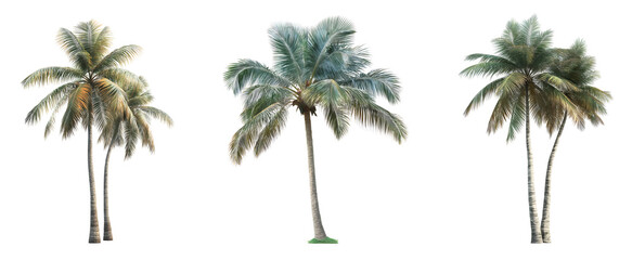Set of various coconut tree isolated on transparent background