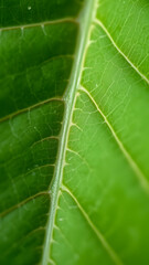 Dried poppy capsule in diagonal orientation on clean white surface illustrating plant form symmetry and minimalist approach in natural botanical photography