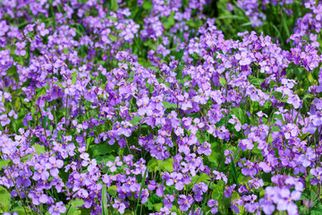 Naklejka premium Many flowers of Dame's rocket bloom and are beautiful.