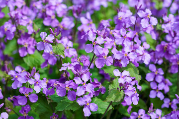 Many flowers of Dame's rocket bloom and are beautiful.