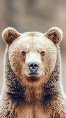 Obraz premium Grizzly bear portrait in the wild