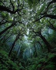 Obraz premium Lush, verdant forest scene, trees reaching skyward, filtered light
