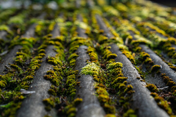 close up of moss growing on old weathered corrugated rooftop surface in natural daylight, green...
