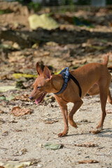 ミニチュアピンシャー