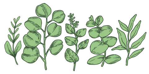 Set of tropical green eucalyptus leaves. Vector illustration in sketch style