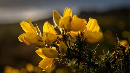 Close-up of bright yellow gorse flowers with thorns in natural daylight, set against a soft blurred background