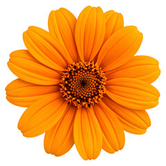 Tithonia Flowers Cluster Growing in Sunlit Garden, Side Angle PNG