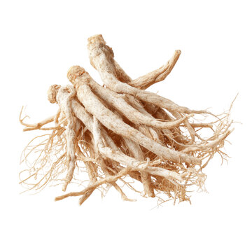 marshmallow root png, soft medicinal herb