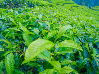 Tea Leaves background with gleam sunlight , selective focus, natural background, soft focus.