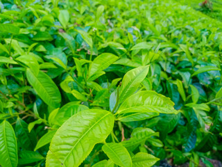 Tea Leaves background with gleam sunlight , selective focus, natural background, soft focus.