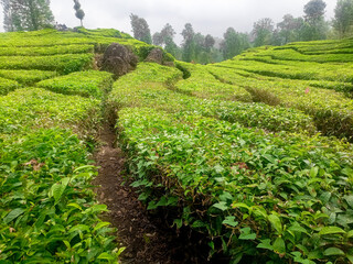 Tea Leaves background with gleam sunlight , selective focus, natural background, soft focus.