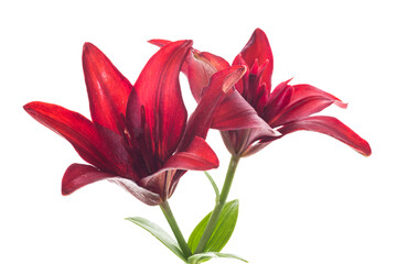 Two large red lilies on white background