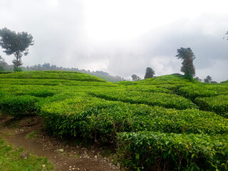 Tea Leaves background with gleam sunlight , selective focus, natural background, soft focus.