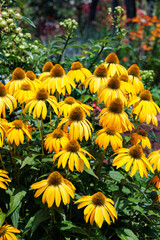 Yellow echinacea flowers blooming in a summer garden.