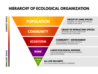 Educational infographic showing the hierarchy of ecological organization in biology. Includes labeled pyramid levels from population to biosphere with definitions