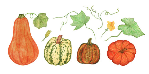 Isolated on white background hand drawn pumpkins of different shapes, pumpkin leaves and inflorescences. Watercolor vegetables, harvest, botanical illustration.