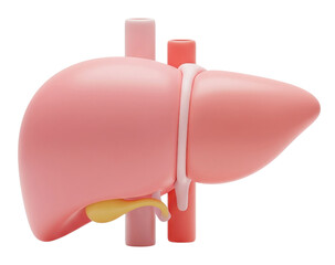 Simplified Human Liver and Gallbladder 3D Model with Vascular System, Perfect for Healthcare Content