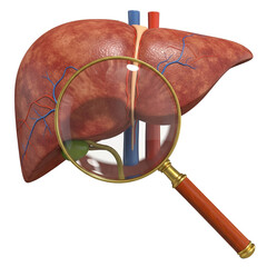 Human Liver Anatomy in 3D with Bile Duct System and Veins Highlighted Under Magnification – Educational Medical Render.