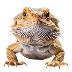 Fototapeta premium Close up portrait of a bearded dragon lizard showing its scaly skin and spiky beard isolated on transparent background