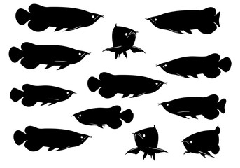 Silhouette Tropical Arowana Fish School Swimming Wildlife Freshwater Animal Illustration