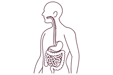 Stomach and intestines in single line drawing anatomical minimalist art