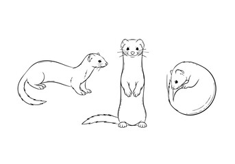 Outline Lineart Cute Stoat Weasel Mammal Animal Standing Posing Illustration