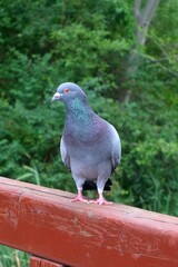 pigeon in the park