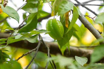 Unripe Star fruit hanging from a tree branch, surrounded by lush green leaves in a natural outdoor setting.