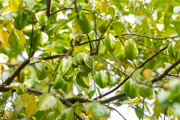 Unripe Star fruit hanging from a tree branch, surrounded by lush green leaves in a natural outdoor setting.
