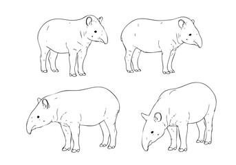 Black and White Line Art Tapir Simple Animal Illustration Set
