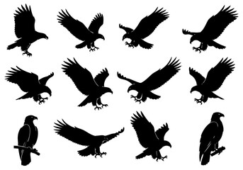 Silhouette Detailed Eagle Flying Bird Wildlife Collection in Different Poses