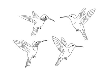 Line Art Detailed Hummingbird Flying Pose Illustration Birdlife Drawing