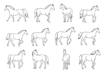 Simple Line Drawing Horse Poses Movement Action Mammal Equine Animal Illustration