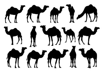 Detailed Silhouette Camel Collection Illustration in Various Poses Isolated on White Background