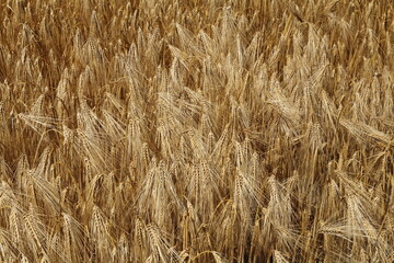 a group ripe barley plants with curved ears
