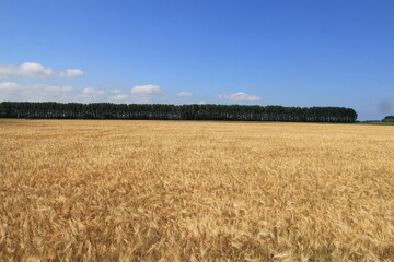 a large barley field with yellow ripe ears and a row of trees and blue sky in the background in summer