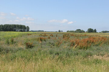 a rural landscape with a very broad field margin with different wild flowers for insects and patridges in the dutch countryside in zeeland