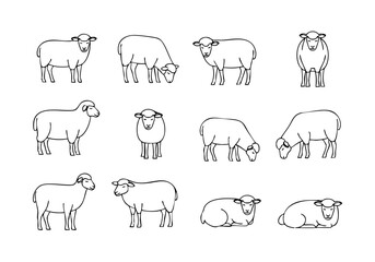Handdrawn Outline Group of Sheep Farm Animal Simple Illustration
