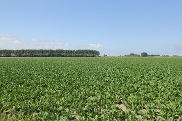 a green field with sugar beets in the dutch countryside in summer and a blue sky